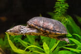 Winterruhe bei Wasserschildkröten