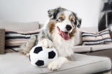 Indoor-Spiele für den Hund