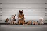 Gruppenbild-Hunde-Cushing-1200x800.jpg