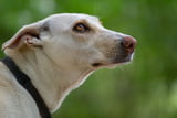 Hunde_schlechte_Menschen_Aufmacher.jpg