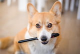 buersten_kaemmen_hund.jpg