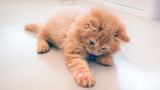 Katze spielt mit Laserpointer