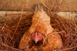 Legenot_Huhn_Aufmacher.jpg