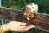 EHFT_Ratten_Spiel-_und_Wohlfuehltipps_Pshenichka__Fotolia.jpg