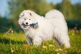 Pflege Hund