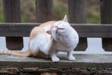 Katze_Floehe01