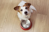 Tierfutter_Aufmacher.jpg
