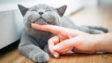 Am Kinn lassen sich Katzen gerne kraulen