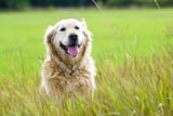 AlteHunde_Aufmacher.jpg