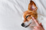 beruhigungsmittel-hund-angst-stress-hunde.jpg