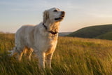 Haben Hunde eine Seele?