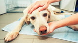 Hundekrankheiten.jpg