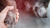 Abschied vom Hund