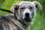 demodex-milbe-hund.jpg