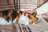 Katze_schnarcht_Aufmacher.jpg