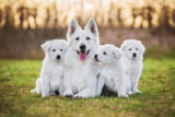 Welpe_erwachsener_Hund