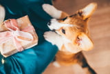 Hunde Adventskalender Aufmacher