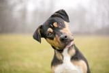 Körpersprache Hund