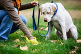 News_Hundehaufen