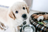 Erstkauf für Hundewelpen