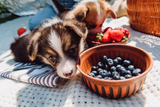 HundenapfmitBeeren