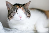 Katze blinzelt 2