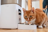 Futterautomaten für Katzen im Alltags-Check