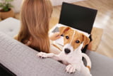 Hund_anmelden_A.jpg