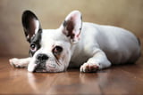Französische Bulldogge