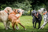 Mobbing_unter_Hunden_Aufmacher.jpg