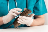 Bei den meisten Krankheiten von Degus sollten Sie einen Tierarzt aufsuchen.