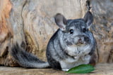 Chinchillas drücken sich durch ihre Körper- und Lautsprache aus.