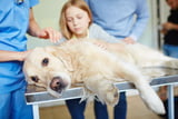 Parvovirose_beim_Hund_Tierarzt.jpeg