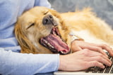 Mundgeruch beim Hund