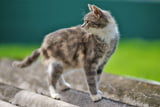 Katze_wandert_ab_Aufmacher.jpg