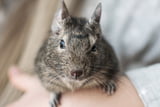 Degu Gesundheit