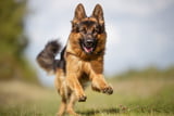 Schaeferhund_Aufmacher.jpg