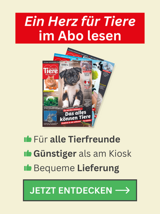 EHFT Aboteaser