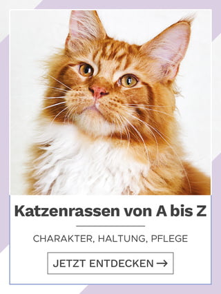 katzen-rassen-az.jpg