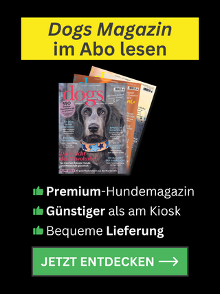 DG Aboteaser