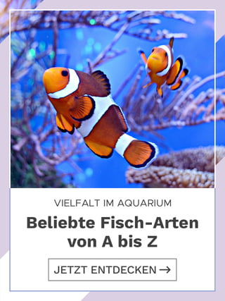 Fische-az.jpg