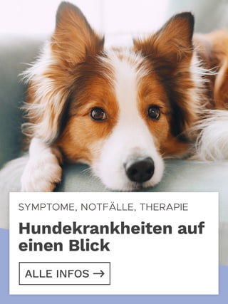 Hundekrankheiten.jpg
