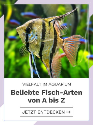 Fische-02-az.jpg