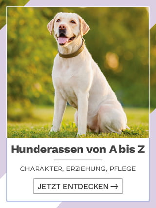 hunde-rassen-az.jpg