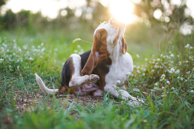 herbstgrasmilbe-hund-hilfe-schutz.jpg