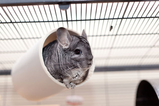 Chinchillas brauchen Beschäftigung