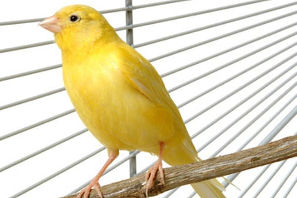 Käfiggestaltung für den kranken Vogel
