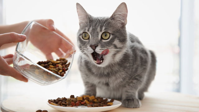 Katzenfutter.jpg