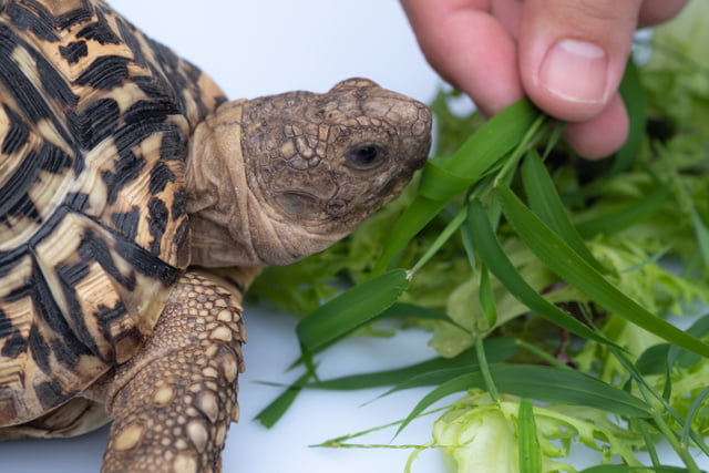 Schildkröte