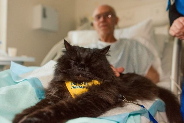Jetzt für BetterwithPets Prize bewerben
